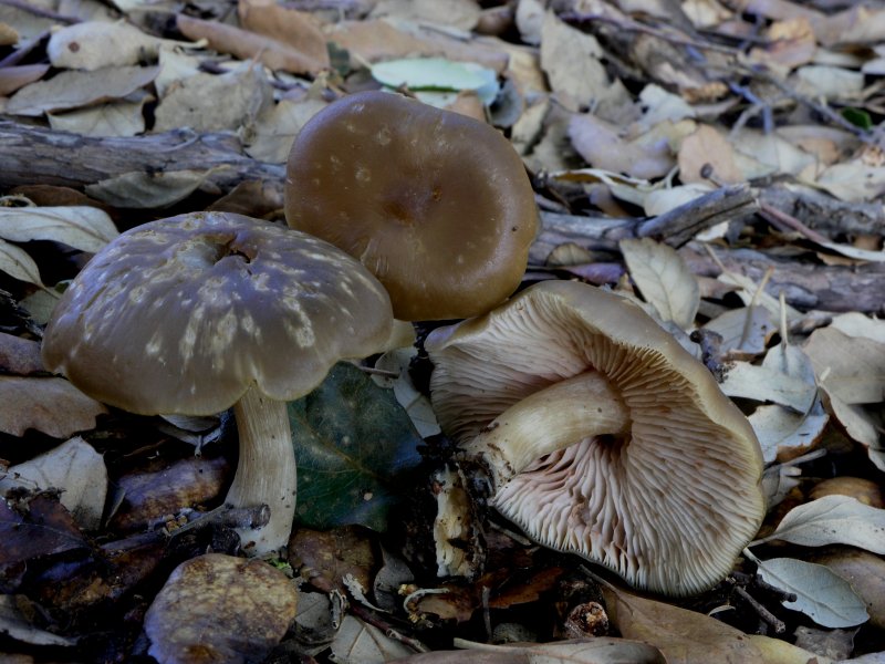 raccolta di Capodanno